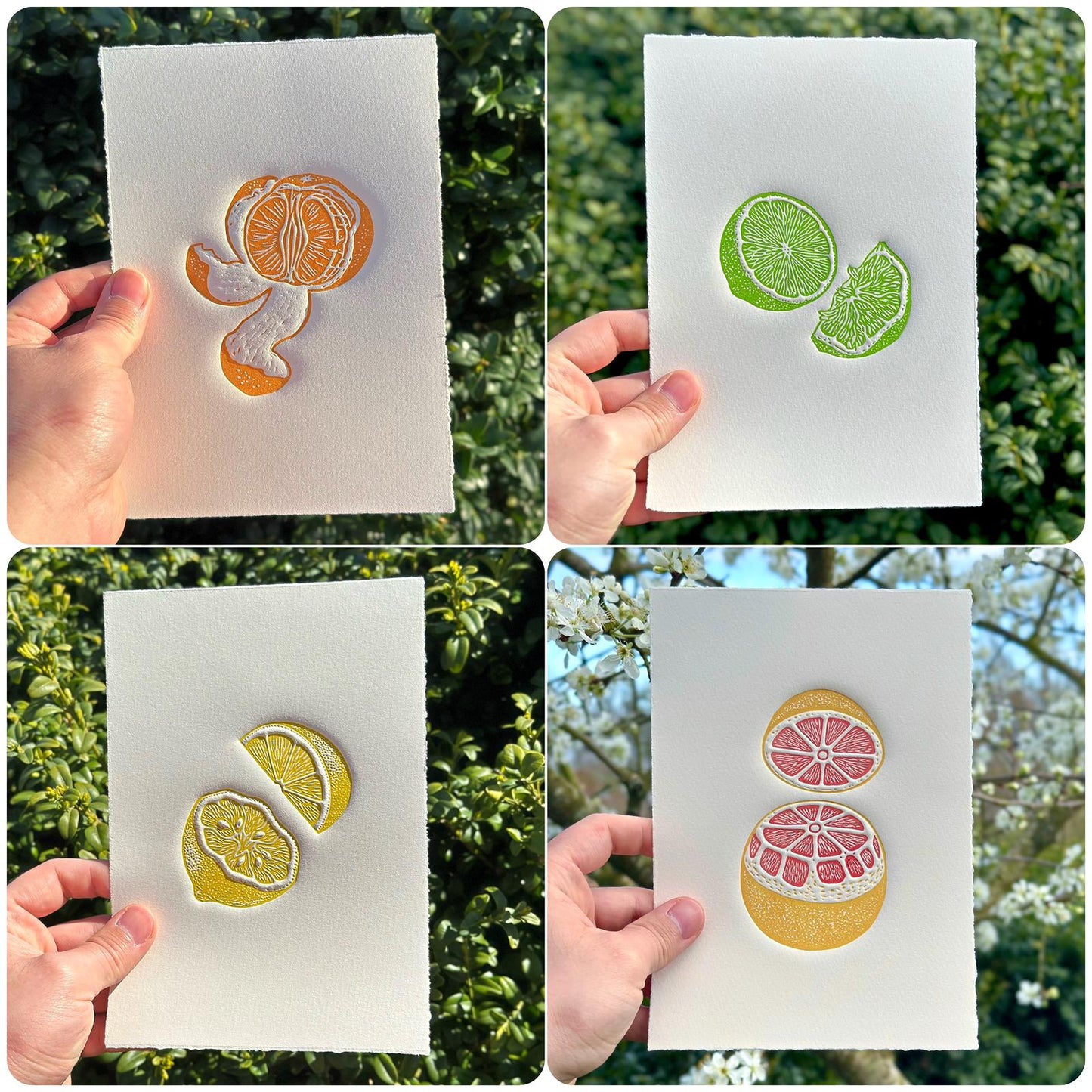 four linocut prints of citrus fruit with embossed details in front of scene garden backgrounds.