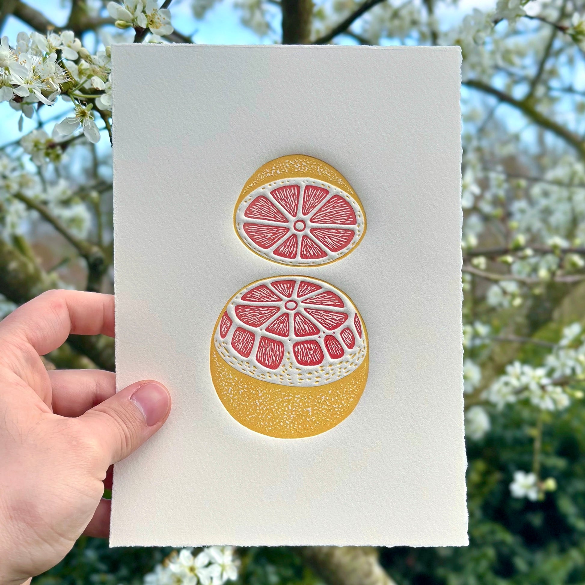 Embossed linocut print of a pink grapefruit in vibrant pink and orange on white paper held against a background of white blossoms. 